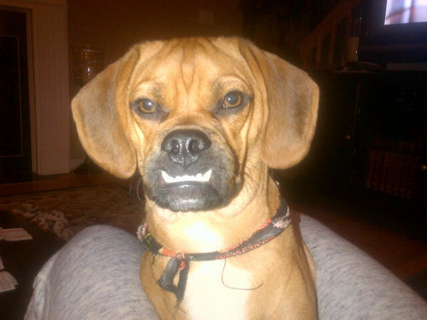 a4x1azycmaawoh6.jpg Александра Возняк: Моей собаке не нужна маска на Хэллоуин