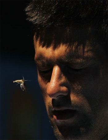 Восьмой день Australian Open-2010 в картинках